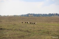 Нижний Иргинск 2012 (22/24)